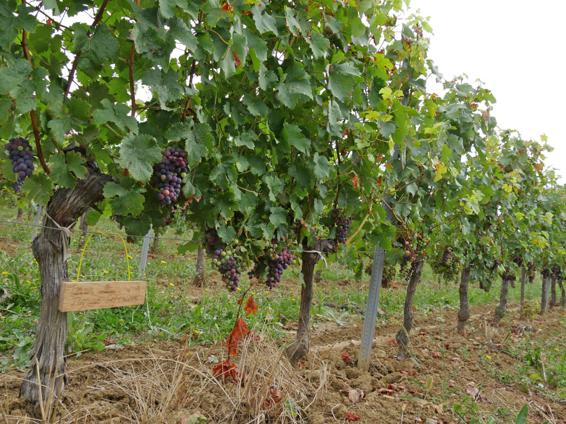 Виноградник на урожай